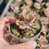 Echeveria nodulosa (XS)