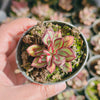 Echeveria nodulosa (XS)