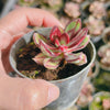 Echeveria nodulosa (XS)