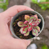 Echeveria nodulosa (XS)