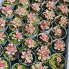 Echeveria nodulosa (XS)