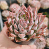 Echeveria 'GALAXY'