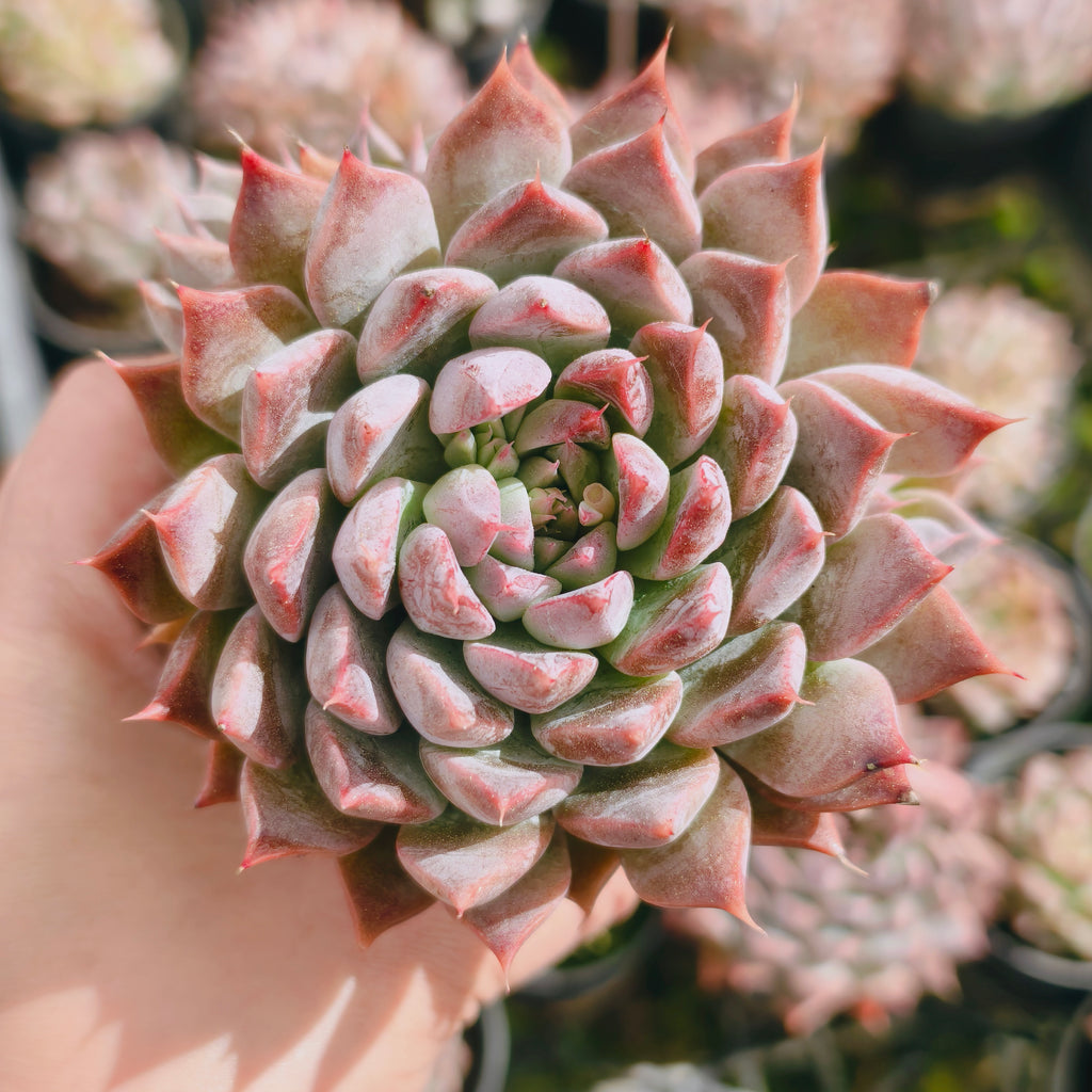 Echeveria 'GALAXY'