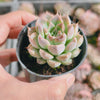 Echeveria 'GALAXY'