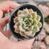 Echeveria 'GALAXY'