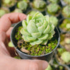 Echeveria 'Moon Queen'