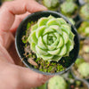 Echeveria 'Moon Queen'