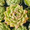 Echeveria 'Moon Queen'