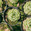 Echeveria 'Moon Queen'