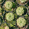 Echeveria 'Moon Queen'