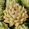 Echeveria 'Moon Queen'