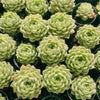 Echeveria 'Moon Queen'
