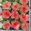 Echeveria 'Red Light'