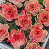 Echeveria 'Red Light'