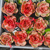 Echeveria 'Red Light'