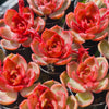 Echeveria 'Red Light'