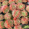 Echeveria Longissima x Raindrops (Double-Headed)