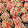 Echeveria Longissima x Raindrops (Double-Headed)