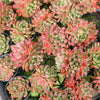 Echeveria Longissima x Raindrops (Double-Headed)