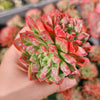 Echeveria Longissima x Raindrops (Double-Headed)