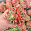 Echeveria Longissima x Raindrops (Double-Headed)