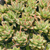 Echeveria agavoides 'Ike Soul'