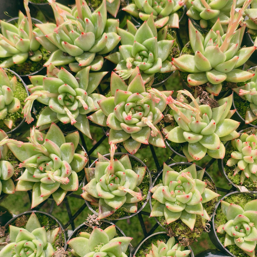 Echeveria agavoides 'Ike Soul'