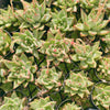 Echeveria agavoides 'Ike Soul'
