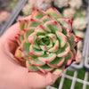 Echeveria Agavoides 'Fire Pillar'