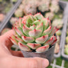 Echeveria Agavoides 'Fire Pillar'