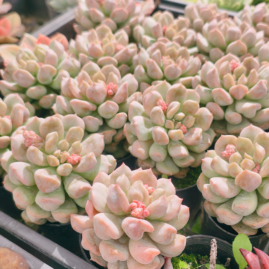Echeveria Super Milky (Size M)