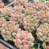 Echeveria Super Milky (Size M)