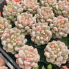 Echeveria Super Milky (Size M)