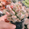 Echeveria Super Milky (Size M)