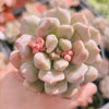 Echeveria Super Milky (Size M)