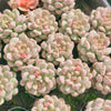 Echeveria Super Milky (Size M)