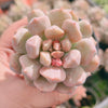 Echeveria Super Milky (Size M)