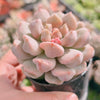 Echeveria Super Milky (Size M)