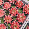 Echeveria 'Red Soul'