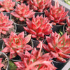 Echeveria 'Red Soul'