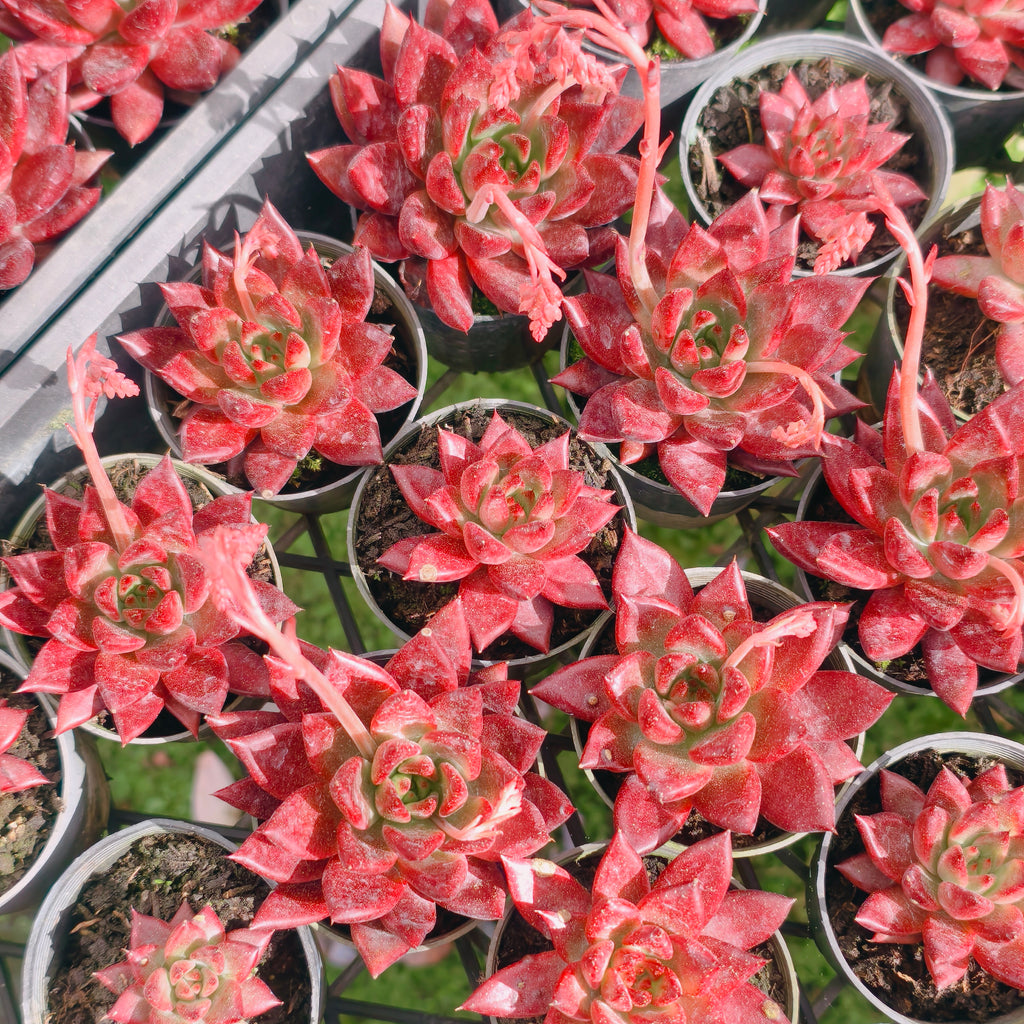 Echeveria 'Red Soul'