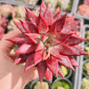 Echeveria agavoides 'Dr Alynn'