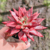Echeveria agavoides 'Dr Alynn'
