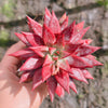 Echeveria agavoides 'Dr Alynn'