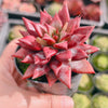 Echeveria agavoides 'Dr Alynn'