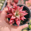 Echeveria agavoides 'Dr Alynn'