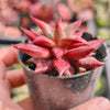 Echeveria agavoides 'Dr Alynn'