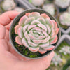 Echeveria Sina