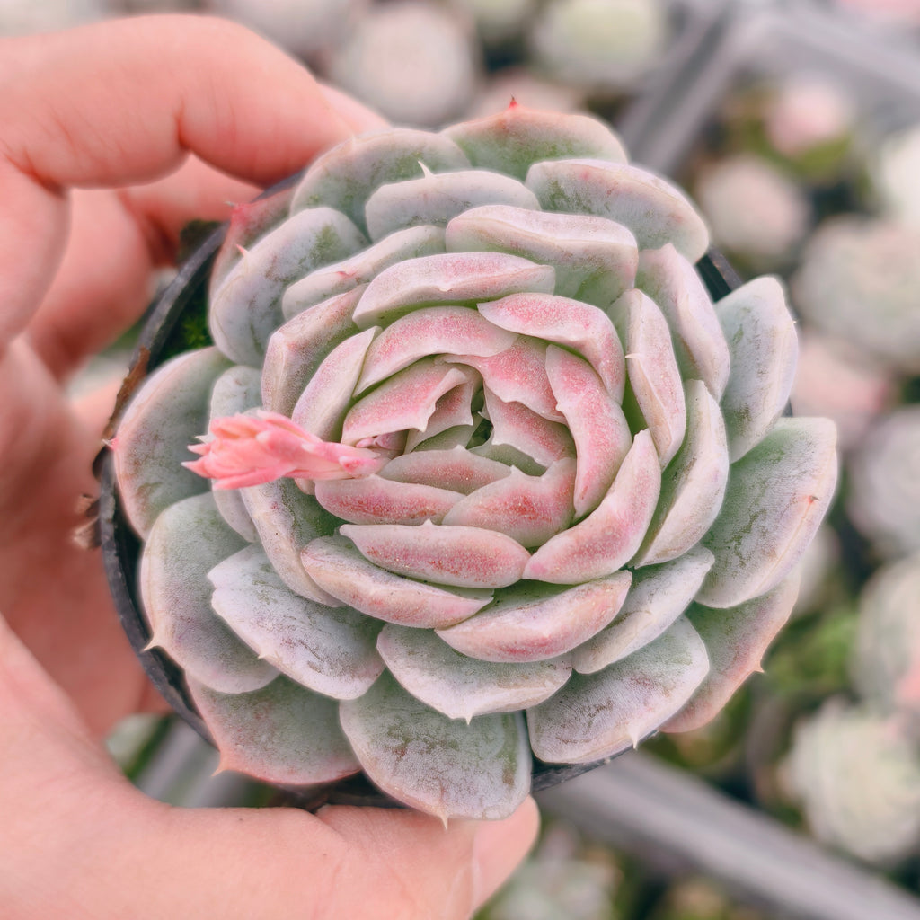 Echeveria Sina