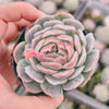 Echeveria Sina